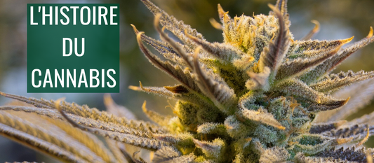 L'Histoire Du Cannabis