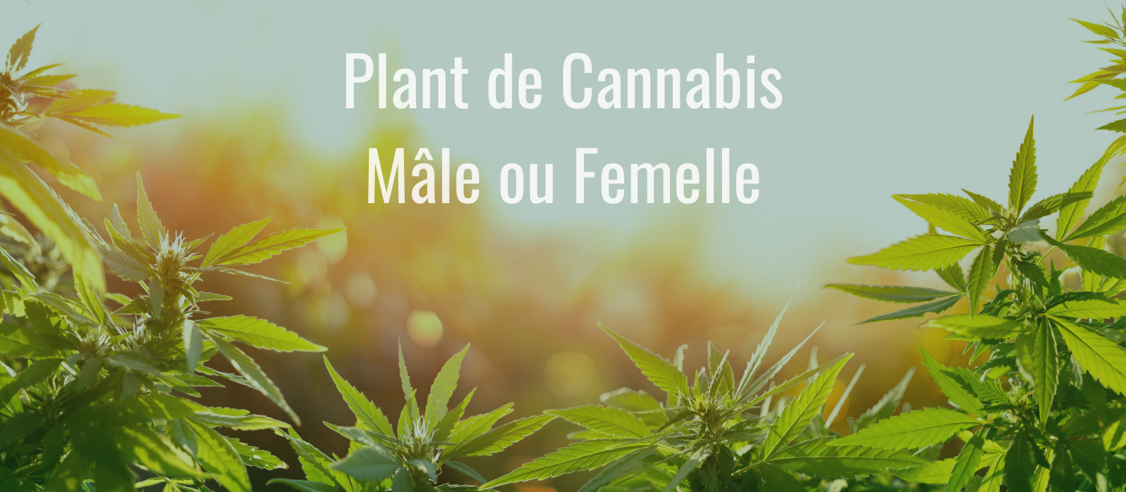 Plant de Cannabis Mâle ou Femelle