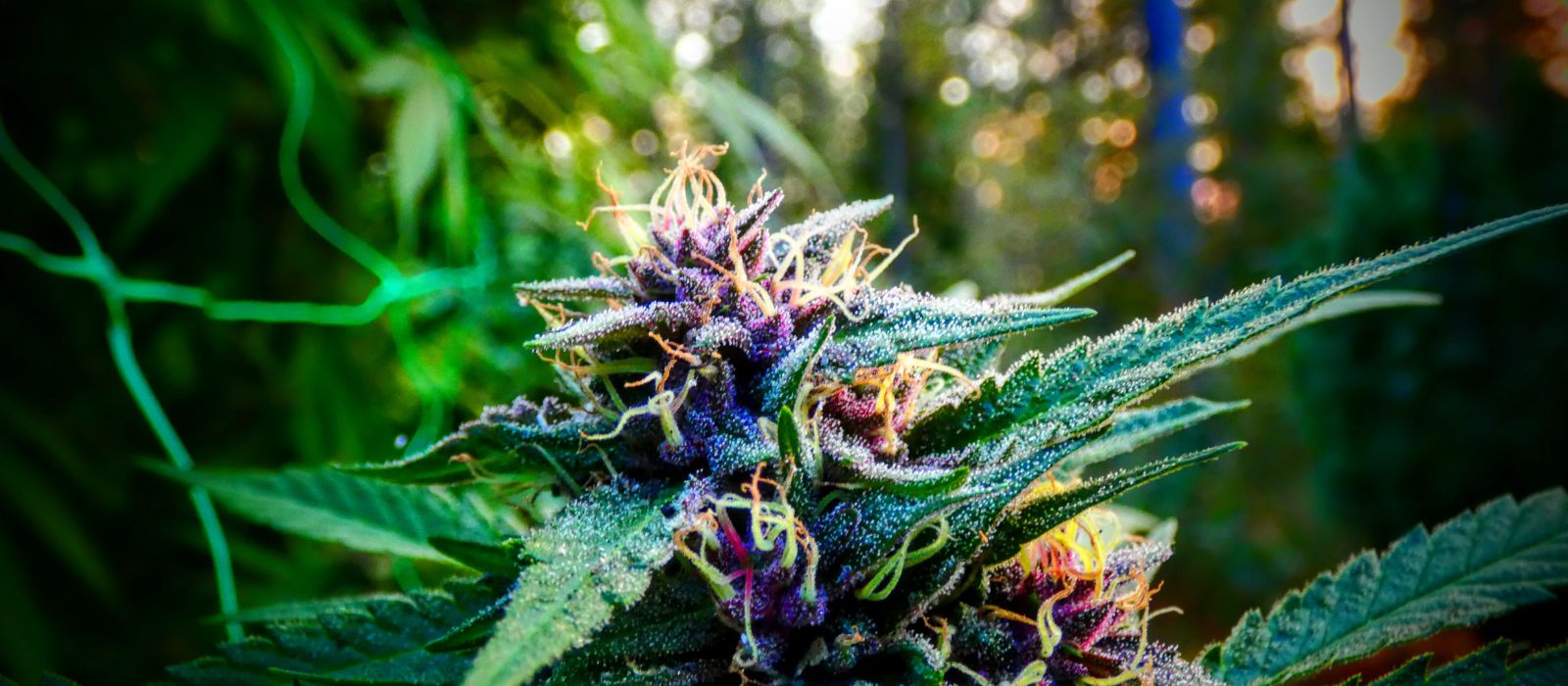 Top 10 des variétés de cannabis les plus puissantes