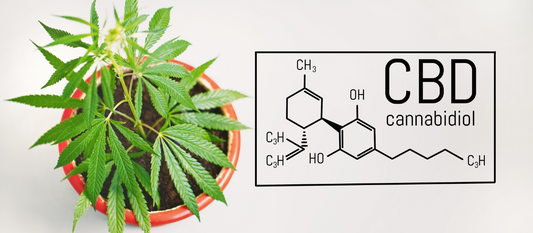 cbd