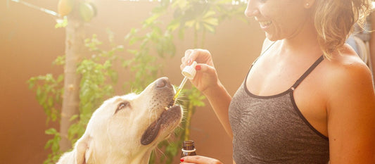 Huile CBD pour chiens : tout ce que vous devez savoir