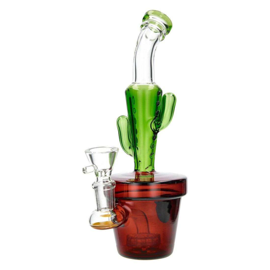 Bang Cactus
