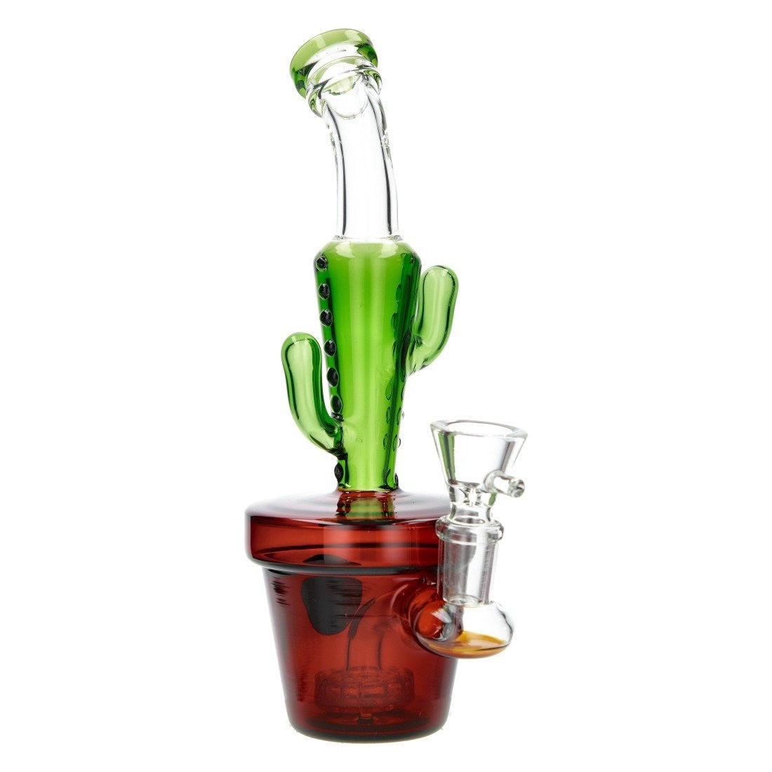 Bang Cactus