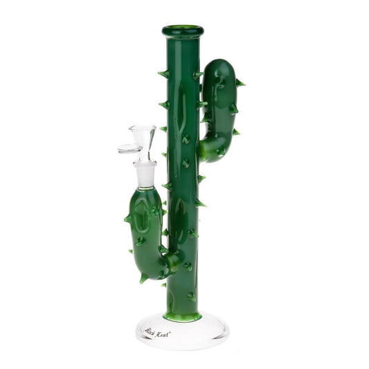 Bang Cactus